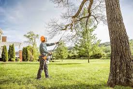 Best Tree Maintenance Programs  in USA